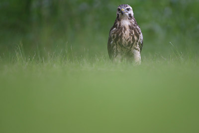 BUITEN BEELD Foto: 112645