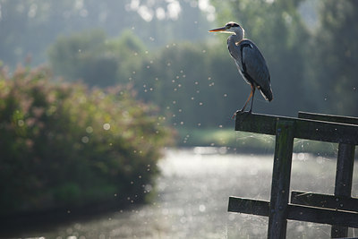 BUITEN BEELD Foto: 112646