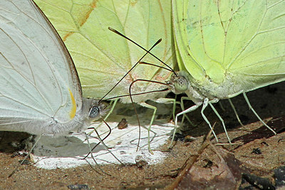 BUITEN BEELD Foto: 112689