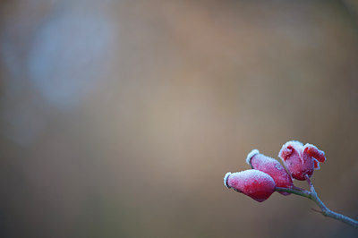 BUITEN BEELD Foto: 112720