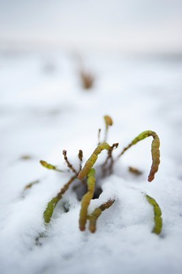 BUITEN BEELD Foto: 112726