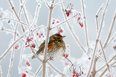 BUITEN BEELD Foto: 112731