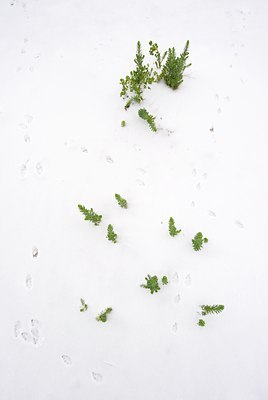 BUITEN BEELD Foto: 112736