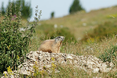 BUITEN BEELD Foto: 112753