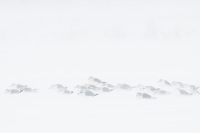 BUITEN BEELD Foto: 112884