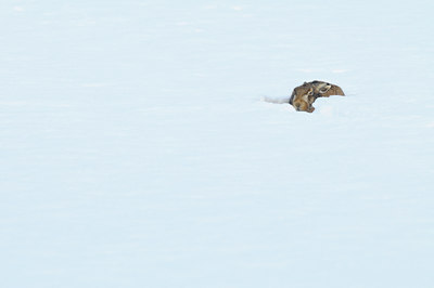 BUITEN BEELD Foto: 112885
