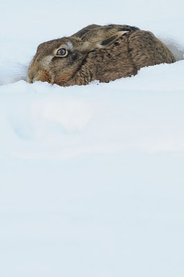 BUITEN BEELD Foto: 112888
