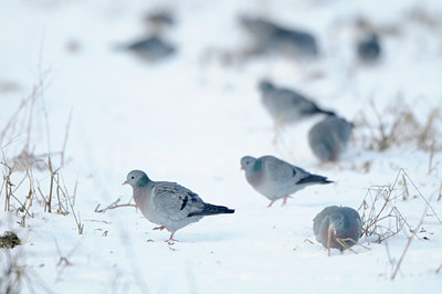 BUITEN BEELD Foto: 112890