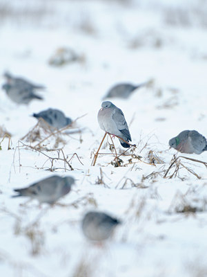 BUITEN BEELD Foto: 112891