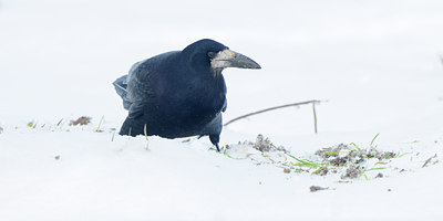 BUITEN BEELD Foto: 112895