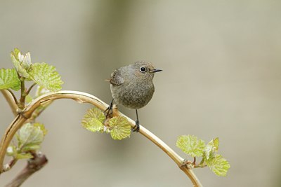 BUITEN BEELD Foto: 112910