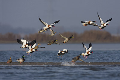 BUITEN BEELD Foto: 112921