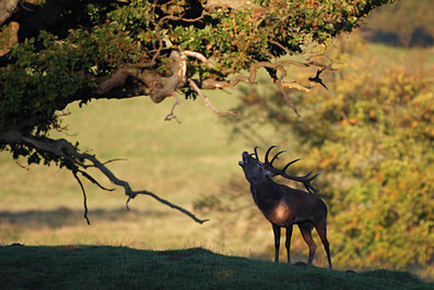 BUITEN BEELD Foto: 112928