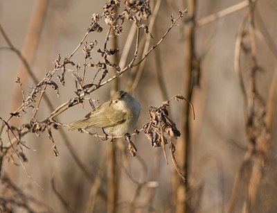BUITEN BEELD Foto: 112964