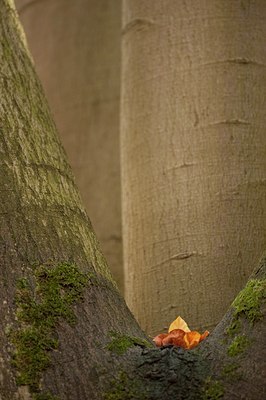 BUITEN BEELD Foto: 113030