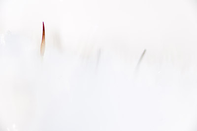 BUITEN BEELD Foto: 113077