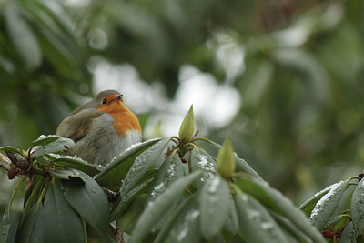 BUITEN BEELD Foto: 113127