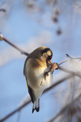BUITEN BEELD Foto: 113132