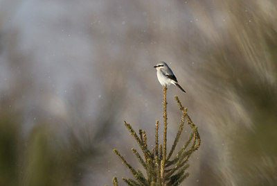 BUITEN BEELD Foto: 113154