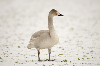 BUITEN BEELD Foto: 113183