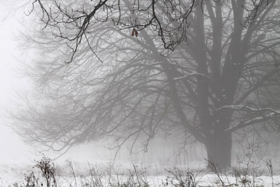 BUITEN BEELD Foto: 113200