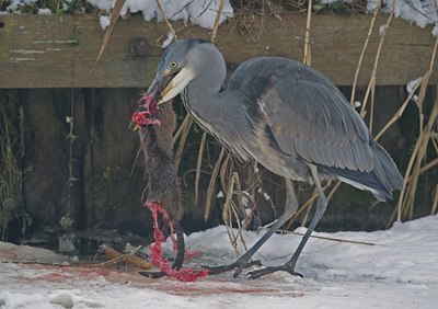 BUITEN BEELD Foto: 113211