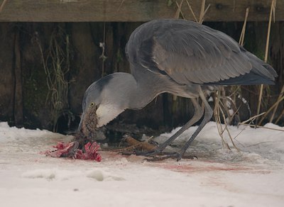 BUITEN BEELD Foto: 113212