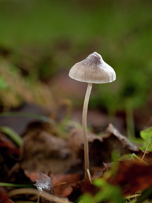 BUITEN BEELD Foto: 113218