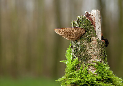 BUITEN BEELD Foto: 113225