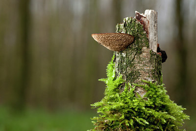BUITEN BEELD Foto: 113226