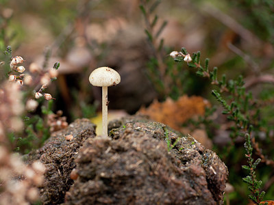BUITEN BEELD Foto: 113233