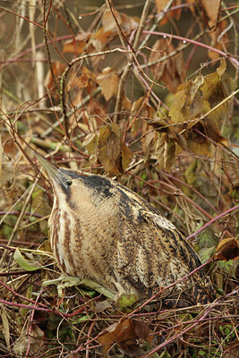 BUITEN BEELD Foto: 113235