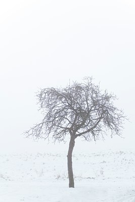 BUITEN BEELD Foto: 113247