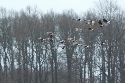 BUITEN BEELD Foto: 113285