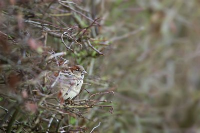 BUITEN BEELD Foto: 113296