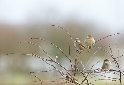 BUITEN BEELD Foto: 113297