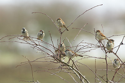 BUITEN BEELD Foto: 113299