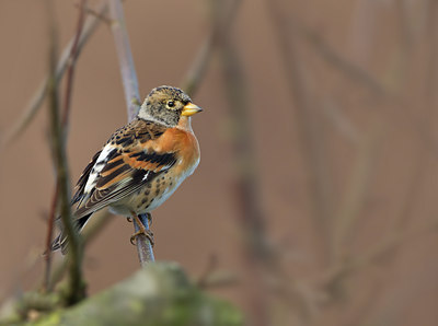 BUITEN BEELD Foto: 113305