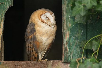 BUITEN BEELD Foto: 113325