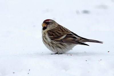 BUITEN BEELD Foto: 113327