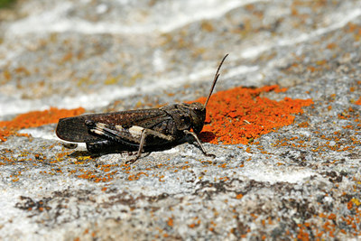 BUITEN BEELD Foto: 113332