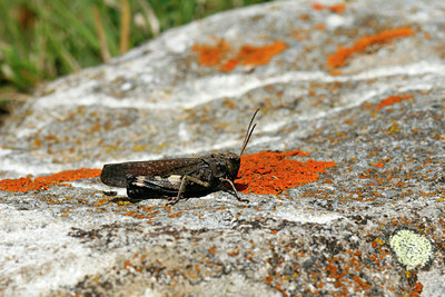 BUITEN BEELD Foto: 113333