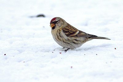 BUITEN BEELD Foto: 113334