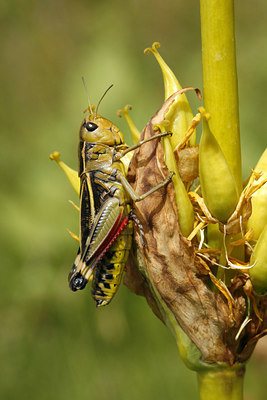 BUITEN BEELD Foto: 113356