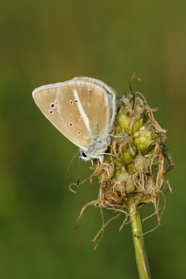 BUITEN BEELD Foto: 113358