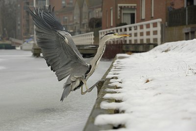 BUITEN BEELD Foto: 113361