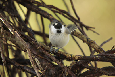 BUITEN BEELD Foto: 113372