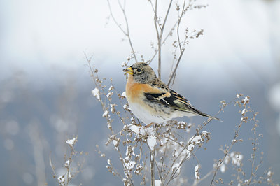 BUITEN BEELD Foto: 113398