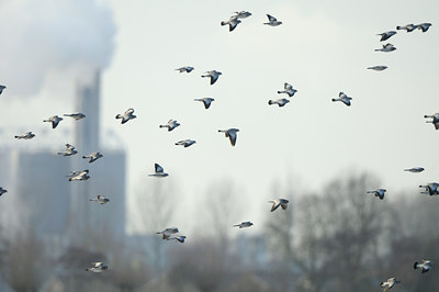 BUITEN BEELD Foto: 113424