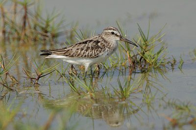 BUITEN BEELD Foto: 113447